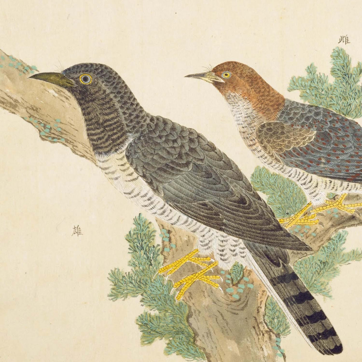 ホトトギス 毛利梅園】選べるサイズとフレーム アートポスター