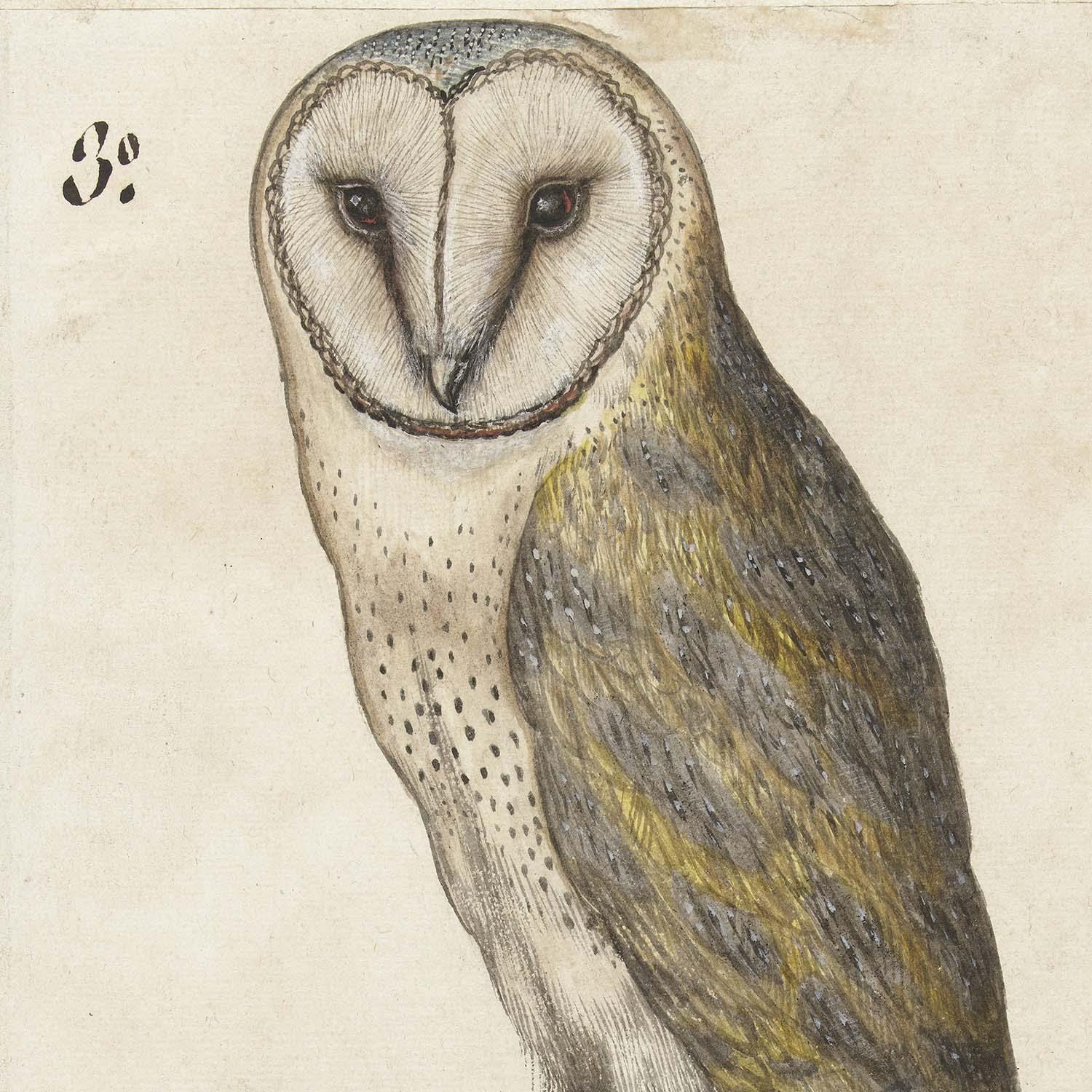フクロウ】選べるサイズとフレーム アートポスター インテリア 鳥