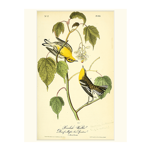 蜜を吸う二羽の鳥」 【フレームサイズ 52.5×41cm】