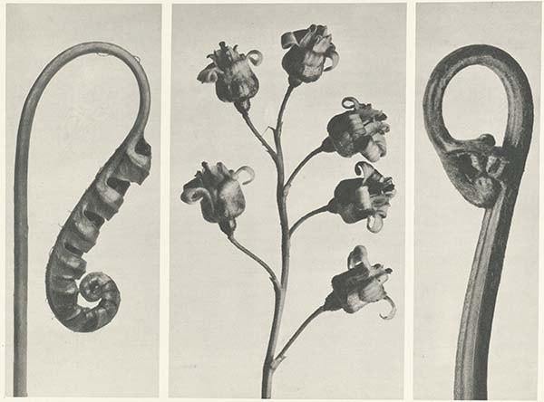 カール・ブロスフェルト Karl Blossfeldt 1865年-1932年 – woiac