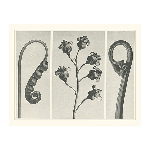 カール・ブロスフェルト アート写真】選べるサイズとフレーム カール・ブロスフェルト アート写真】選べるサイズとフレーム