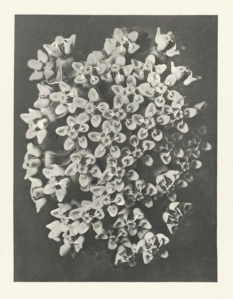 カール・ブロスフェルト Karl Blossfeldt 1865年-1932年 – woiac