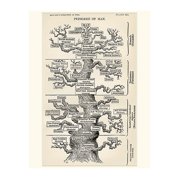 エルンスト・ヘッケル 生命の樹】選べるサイズとフレーム アート